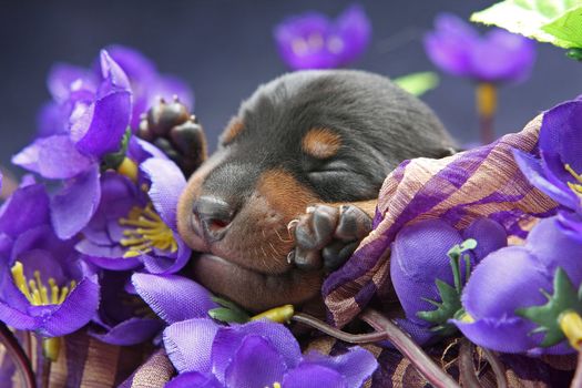 The Miniature Pinscher puppy, 5 days old