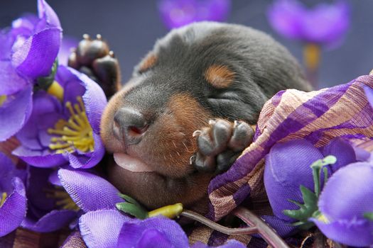 The Miniature Pinscher puppy, 5 days old