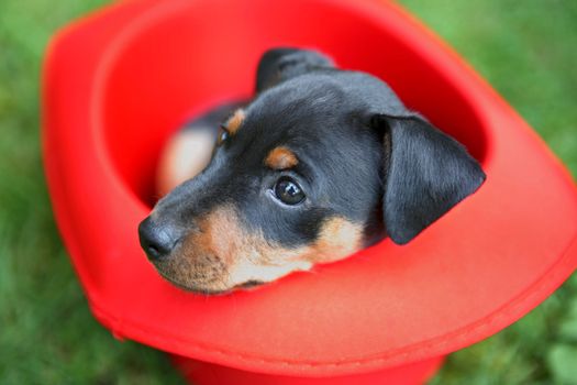 The Miniature Pinscher puppy, 1,5 months old