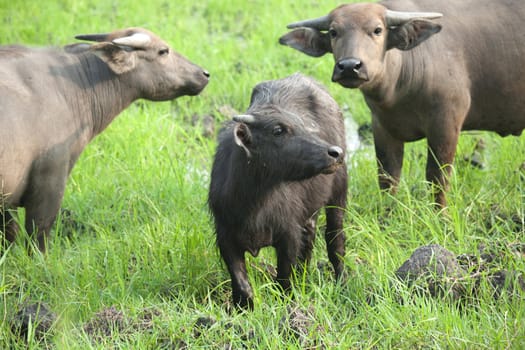 Water Buffalo