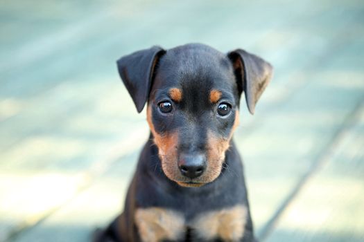 The Miniature Pinscher puppy, 1,5 months old