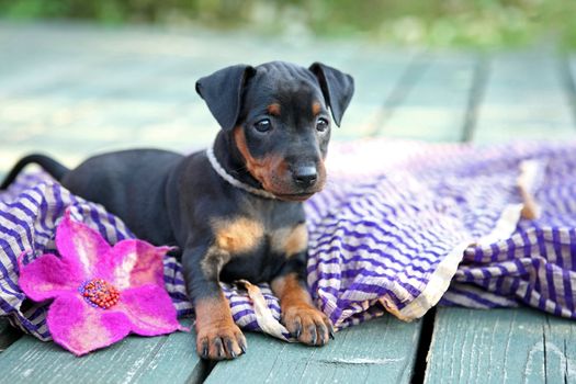 The Miniature Pinscher puppy, 1,5 months old