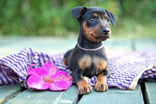 The Miniature Pinscher puppy, 1 months old