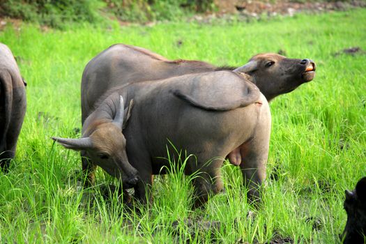 Water Buffalo