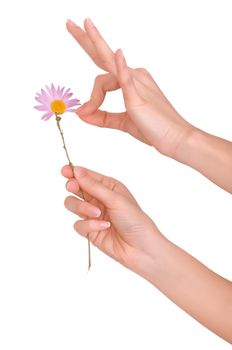 the girl help wondering about love on the petals of flower's daisy