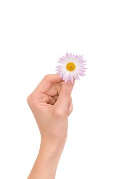 Daisy in the woman's hand on white background