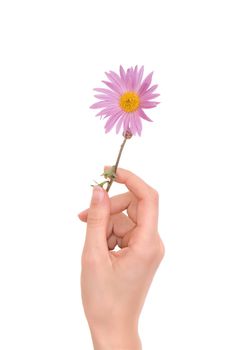 Daisy in the woman's hand on white background