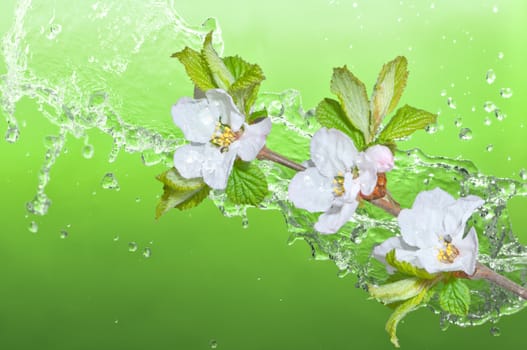 Beautiful apricot blossom in the water on green background