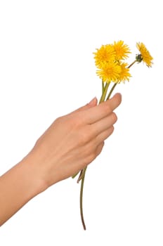 a few yellow dandelions in the woman's hand