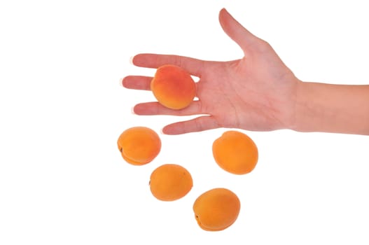 orange apricots in the hand on white background