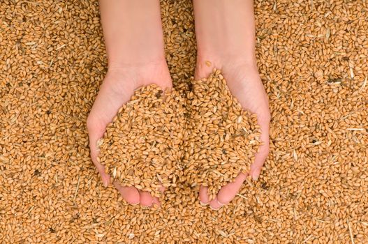 handful of grains in the woman's hands