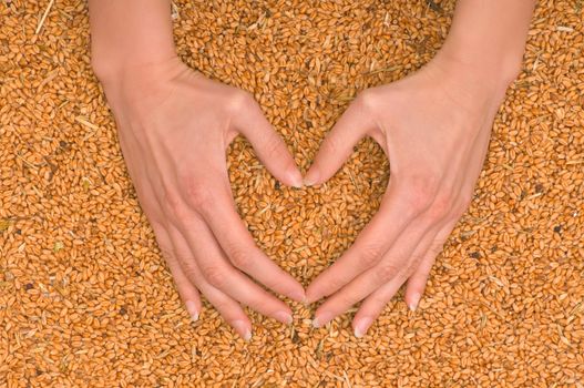 Woman making heart from the grains of wheat