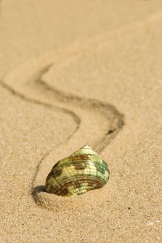 small green cockleshell on the yellow sand