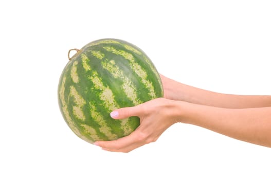 small watermelon in the woman's hand on white background
