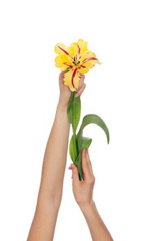 woman holding colored tulip in the hand
