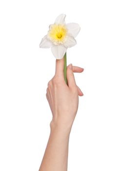 woman holding white narcissus in the hand