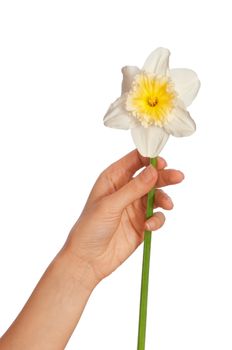 woman holding white narcissus in the hand