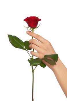 woman holding red rose in the hands as a gift