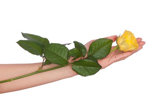 woman holding yellow rose in the hands as a gift