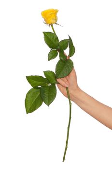 woman holding yellow rose in the hands as a gift