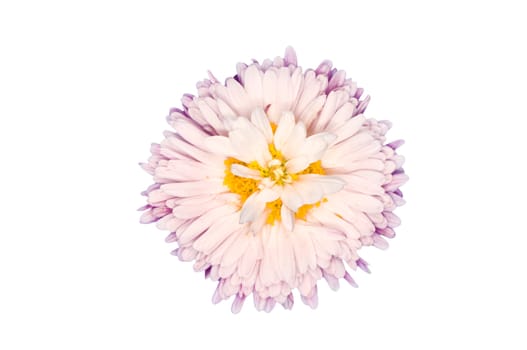 Golden-pink daisy on the white background
