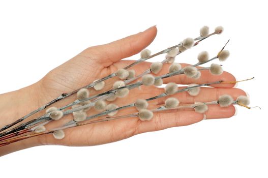 branch of pussy willow in the woman's hand