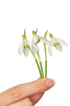 woman holding three snowdrops as a symbol of spring
