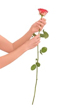 Woman holding one pink rose on white background