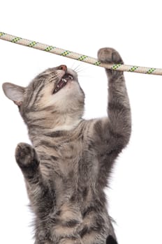 cat clinging the string gathering one's last strength to survive
