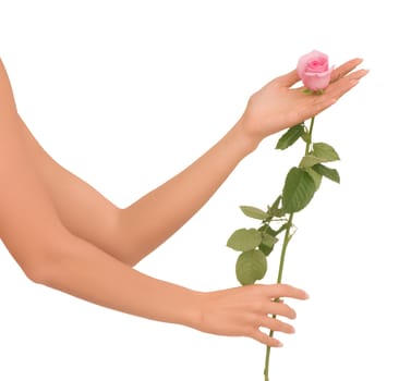 Woman holding one pink rose on white background