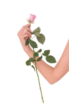 Woman holding one pink rose on white background