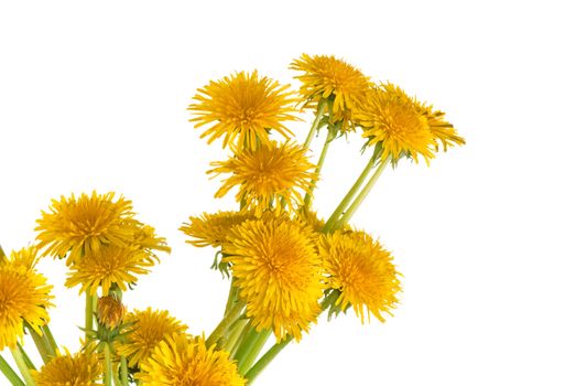 Yellow dandelions arranged in bunch of flowers