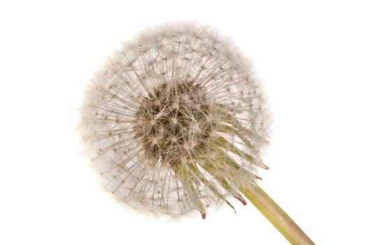 Woman holding one blowball in the hand