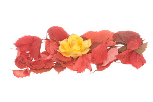 yellow flower in the pile of autumn leaves on white background