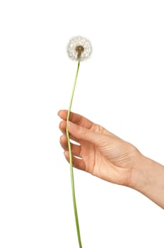 Woman holding one blowball in the hand