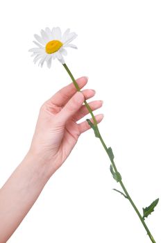 daisy in the woman's hand on white background