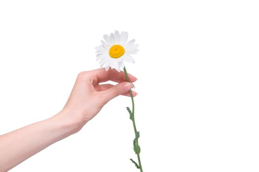 daisy in the woman's hand on white background