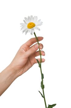 woman holding big white daisy in the hand