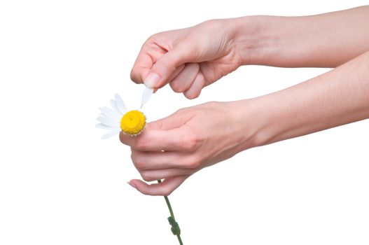 loves or not loves me, plucking off the petals of a chamomile