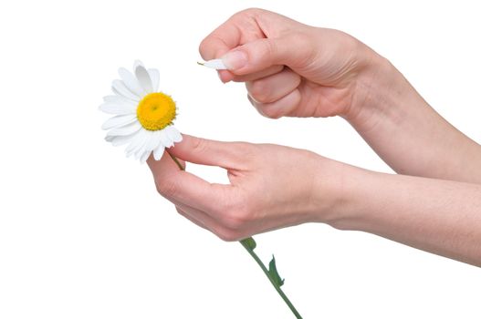 loves or not loves me, plucking off the petals of a camomile
