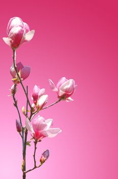 branch of pink flower magnolia for background