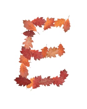 letter E made of oak autumn leaves