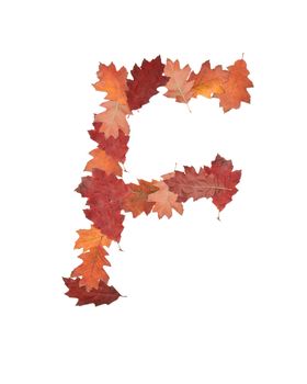 letter F made of oak autumn leaves