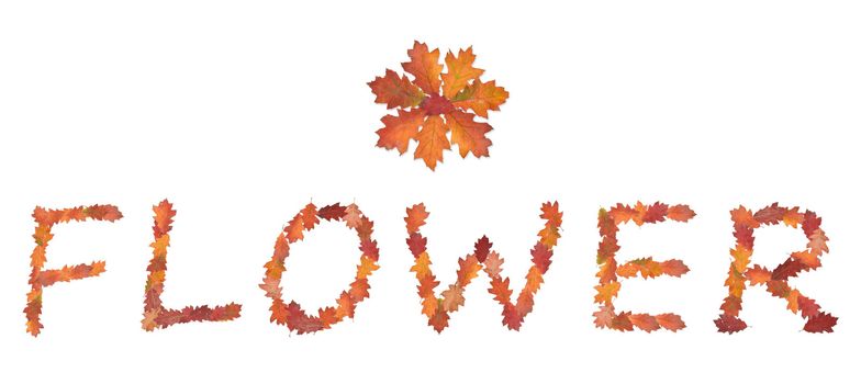 word flower made of autumn leaves for flower shops