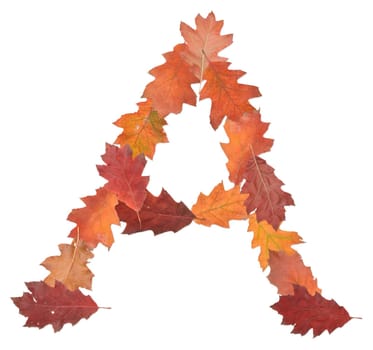 letter A made of oak autumn leaves