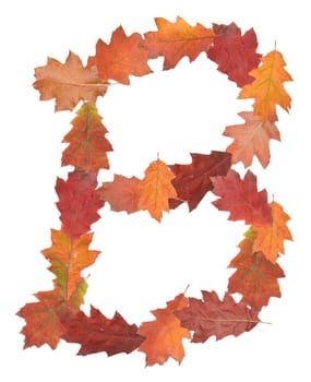letter B made of oak autumn leaves