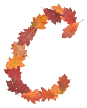 letter C made of oak autumn leaves