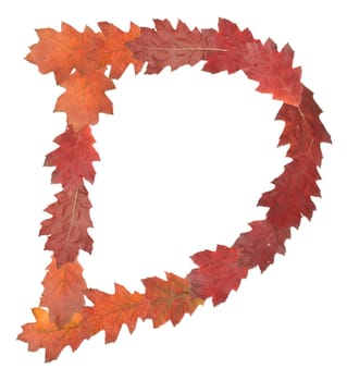 letter D made of oak autumn leaves
