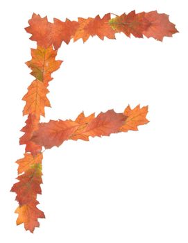 letter F made of oak autumn leaves
