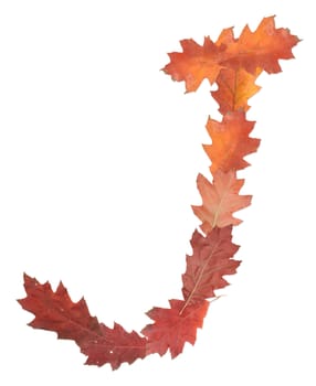 letter J made of oak autumn leaves